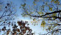 Circumzenithal arc